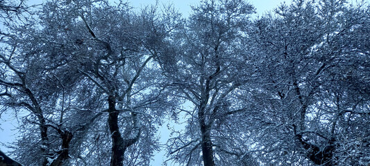 Winter and snow on the trees