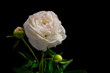 Fototapete Pfingstrosen Einzelne weisse Pfingstrosenblume vor einen schwarzen Hintergrund  © pagnacco