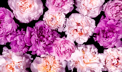 Draufsicht auf eine Fläche voll mit lila und rosa Pfingstrosenblumen auf schwarzen Untergrund