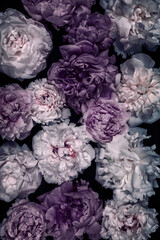 Draufsicht auf eine Fläche voll mit violetten Pfingstrosenblüten auf schwarzen Untergrund