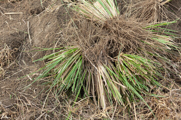 Indian Vetiver Grass field for industrial Vetiver essential oil extraction.