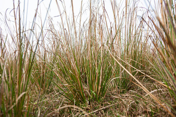 Indian Vetiver Grass field for industrial Vetiver essential oil extraction.