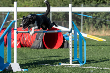 border collie jumping a fence