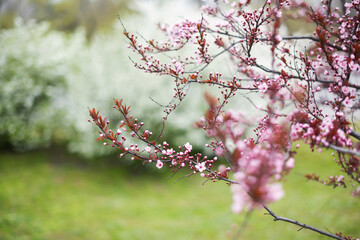 Spring outdoors background. Branch with blooming flowers. Spring garden. Enjoy nature. No allergy.