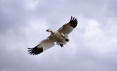 a snow geese coming in for landing over  a corn field in  his winter habitat of bernardo state wildlife refuge near socorro, new mexico