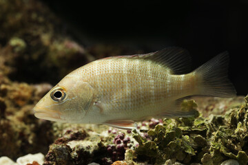 Juvenile Mangrove red snapper (commonly called mangrove jack within Australia), Lutjanus...