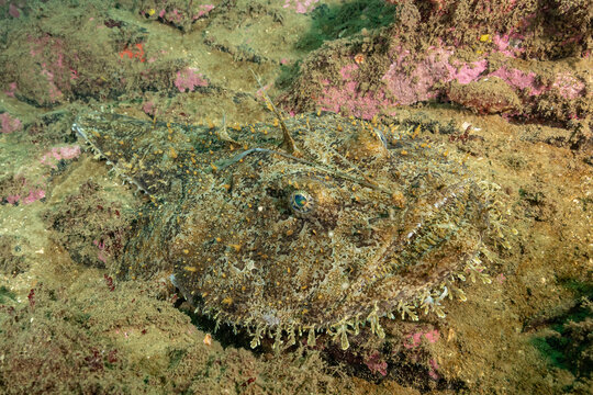 Monkfish on the bottom waiting for prey