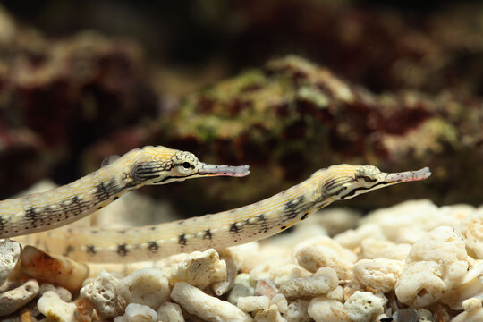 Dragonface or messmate pipefish (Corythoichthys haematopterus) 
