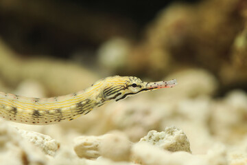 Reeftop or messmate pipefish (Corythoichthys haematopterus) 