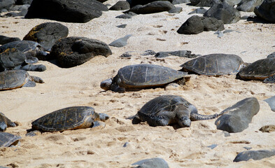 Turtle watching at Hookipa Beach, Hana Highway, Island of Maui, Hawaii, United States