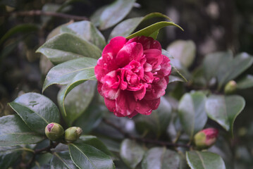 Madeira Island images - January 2024