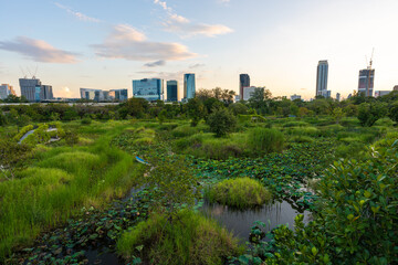 Fototapeta premium Tropical forest park swamp garden in city public park with office building Benchakitti park