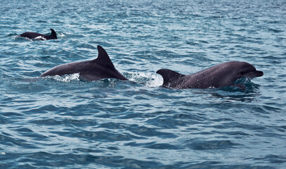 A flock of black sea bottlenose dolphins frolic in the Black sea. Russia - 728385021