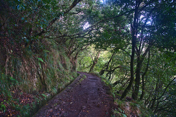 Madeira Island images - January 2024