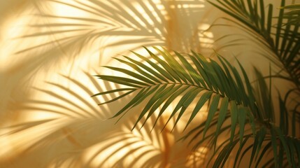 Palm tree casting a shadow on a wall. Suitable for tropical themes or adding a touch of nature to any space