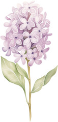 Watercolor illustration of purple lilac flowers with green leaves and stem on transparent background. Wedding flower.

