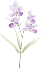 Watercolor botanical illustration of purple orchid flower with green leaves and stem over transparent background.