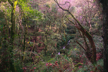 Madeira Island images - January 2024