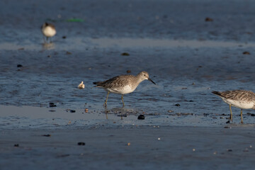 Great knot (Calidris tenuirostris), a small wader, observed at Akshi Beach in Alibag, Maharashtra, India