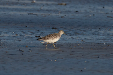 Great knot (Calidris tenuirostris), a small wader, observed at Akshi Beach in Alibag, Maharashtra, India