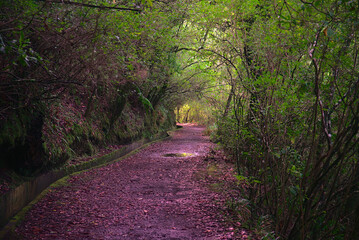 Madeira Island images - January 2024
