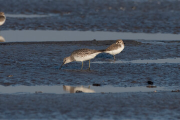 Great knot (Calidris tenuirostris), a small wader, observed at Akshi Beach in Alibag, Maharashtra, India