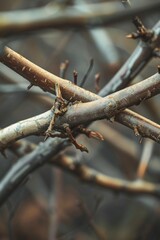 A detailed view of a single branch from a tree. Suitable for various uses