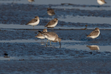 Great knot (Calidris tenuirostris), a small wader, observed at Akshi Beach in Alibag, Maharashtra, India