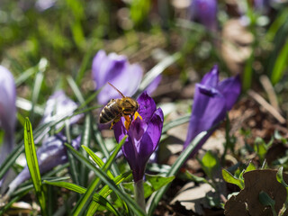 A bee collects nectar from purple crocus flowers, close-up. Insect life concept, macro world, floral background