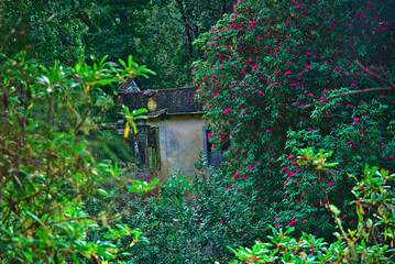 Madeira Island images - January 2024