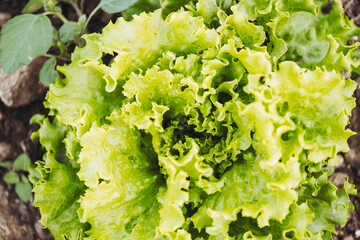 Plant de salade verte en train de pousser dans un champ de culture