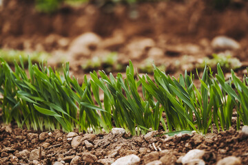 Rang de culture agricole herbes en train de sortir de terre