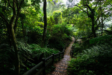 Fototapeta premium Small trail in the mountain hidden in the forest
