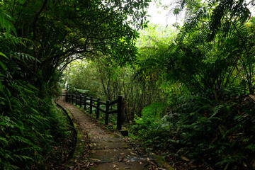 Small trail in the mountain hidden in the forest