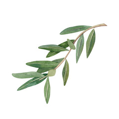 Obraz premium Watercolor olive branch with green leaves. Hand drawn illustration isolated on white background