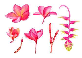 Set of watercolor tropical flowers. Hand drawn plumeria, heliconia. Exotic flowers