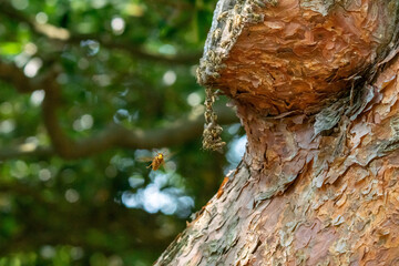 ニホンミツバチvsキイロスズメバチ！
ニホンミツバチが巣を作っているアカマツの樹洞にキイロスズメバチが。
キイロスズメバチは巣を出入りする働きバチを狙いますが、ニホンミツバチは攻撃に対して集団で防御します。ニホンミツバチは巣の入口に集団で集まって球を作って巣に入られないようにしているようです。