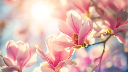 Zelfklevend Fotobehang Magnolia tree blossom in springtime. Pink flowers © mirifadapt