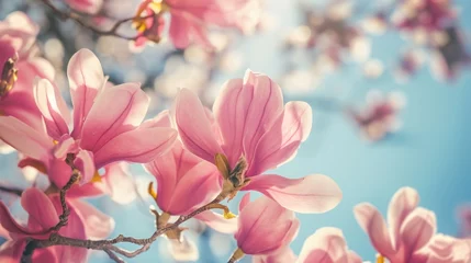 Tuinposter Beautiful magnolia tree blossoms in springtime. © mirifadapt