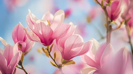 Gordijnen Beautiful magnolia tree blossoms in springtime. © mirifadapt