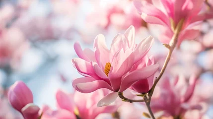 Gardinen Beautiful magnolia tree blossoms in springtime. © mirifadapt