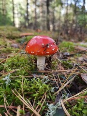mushroom in the forest