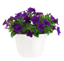 Bouquet of flowers petunia in a pot.