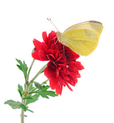 Butterfly on red flower.