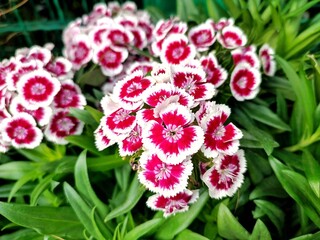 Sweet william: a species of Dianthus, its botanical name is Dianthus barbatus.