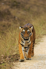 Bengal tiger or Indian tiger (Panthera tigris tigris), tiger on the road in the national park. A typical sighting of a tiger in an Indian reserve.