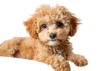 Poochon Dog on Transparent Background