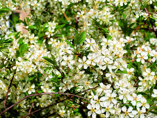 soft-focus. white Prunus mahaleb, mahaleb cherry, St Lucie cherry close-up in a green garden on a beautiful sunny spring day. background for designers, artists, computer desktop