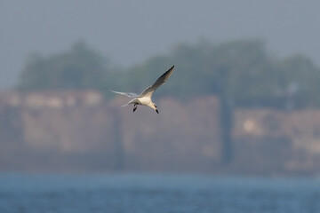Gull-billed tern (Gelochelidon nilotica) observed at Akshi Beach in Alibag, Maharashtra, India