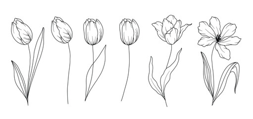 Tulips Line Drawing. Black and white Floral Bouquets. Flower Coloring Page. Floral Line Art. Fine Line Tulips illustration. Hand Drawn flowers. Botanical Coloring. Wedding invitation flowers